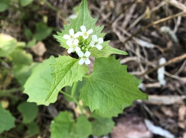 Garlic mustard four-petalled white flowers in May