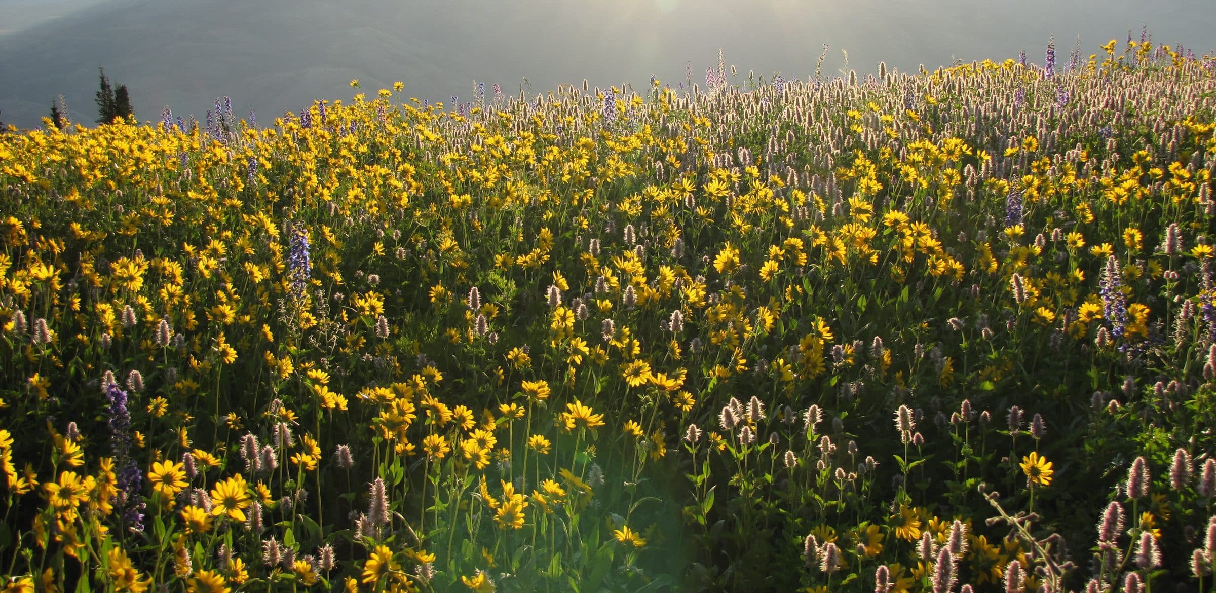 A meadow of yellow wildflowers on the Uinta-Wasatch-Cache National Forest