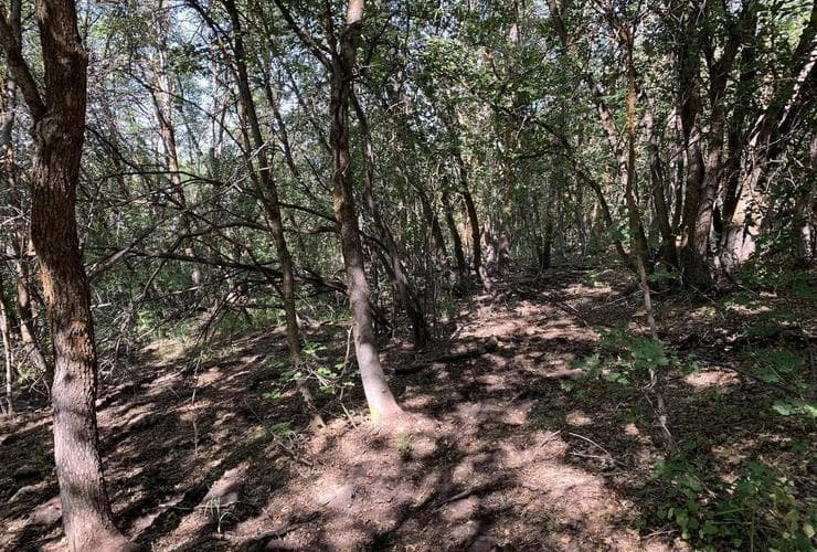 The same stand with a clear understory in 2019