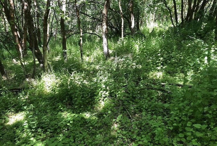 Dense garlic mustard covering the forest floor in 2018