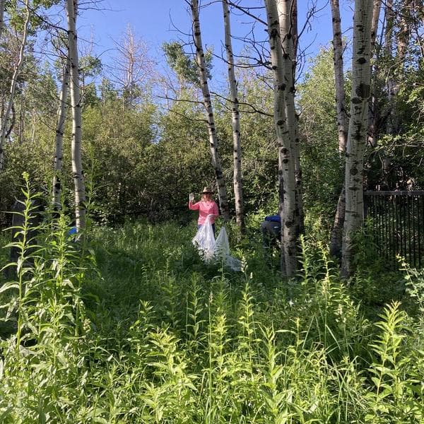 Volunteers working a creekside pull in an aspen stand