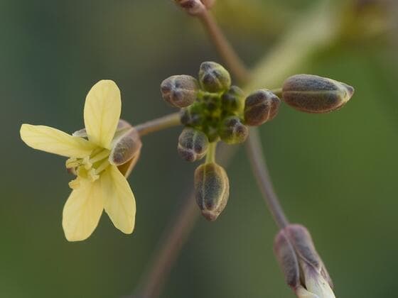 African Mustard in the field