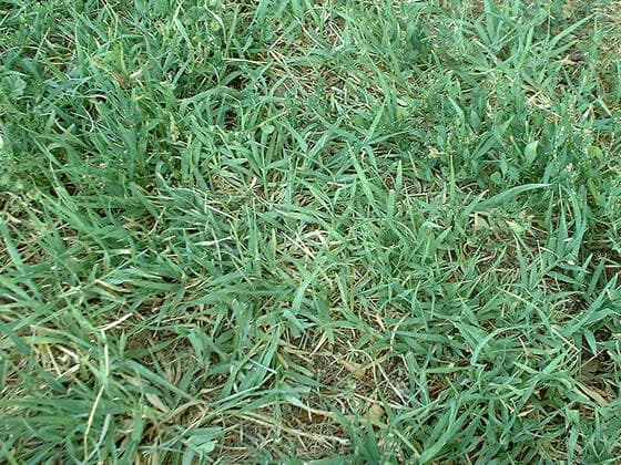 Bermudagrass in the field