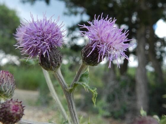 Canada Thistle in the field