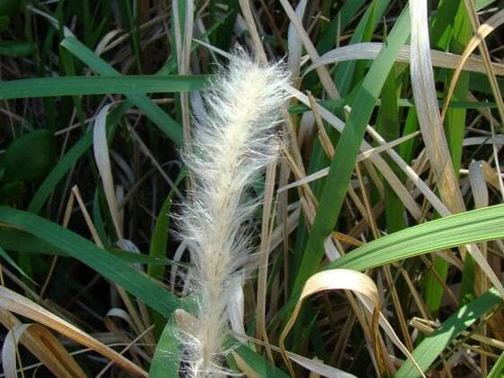 Cogongrass in the field