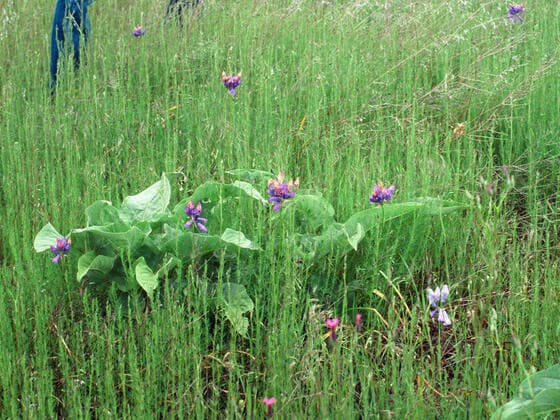 Common Crupina in the field