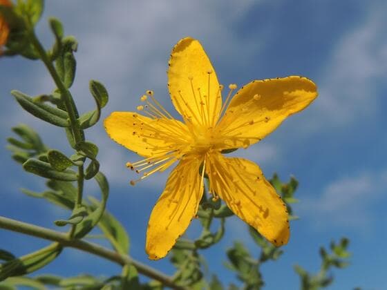 Common St. Johnswort in the field