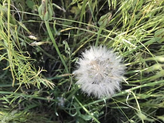 Cutleaf Vipergrass in the field