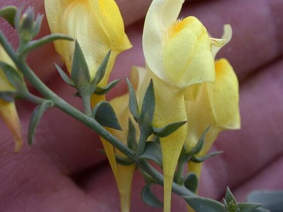 Dalmatian Toadflax in the field