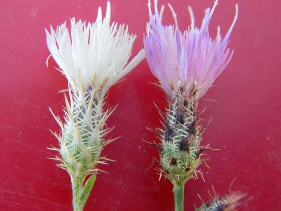 Diffuse Knapweed in the field