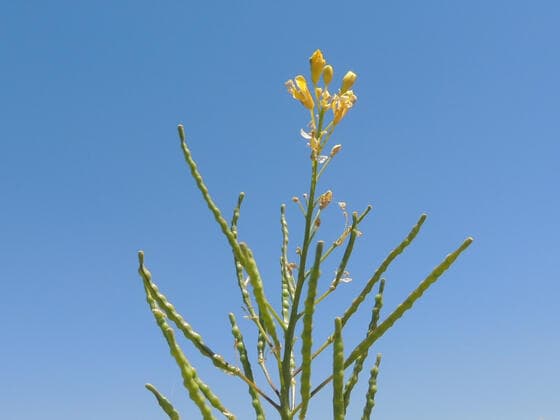 Elongated Mustard in the field