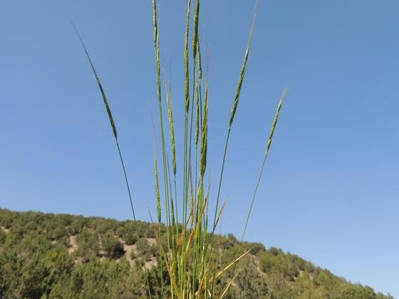 Jointed Goatgrass in the field