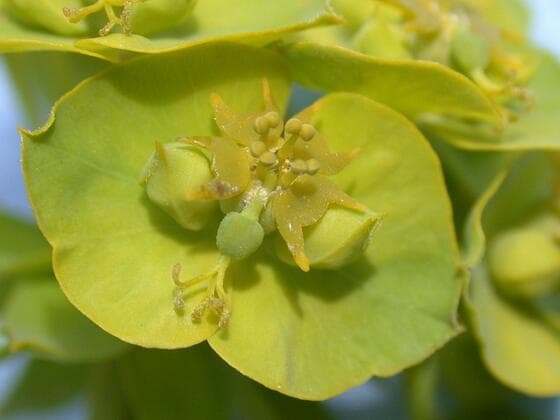 Leafy Spurge in the field