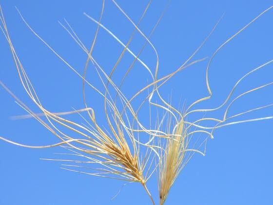 Medusahead in the field