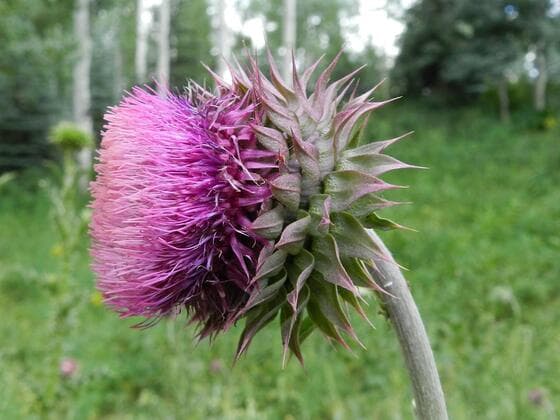 Musk Thistle in the field