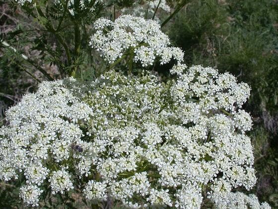 Poison Hemlock in the field