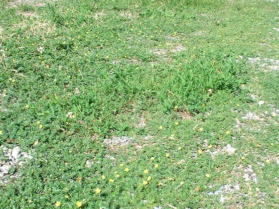 Puncturevine in the field