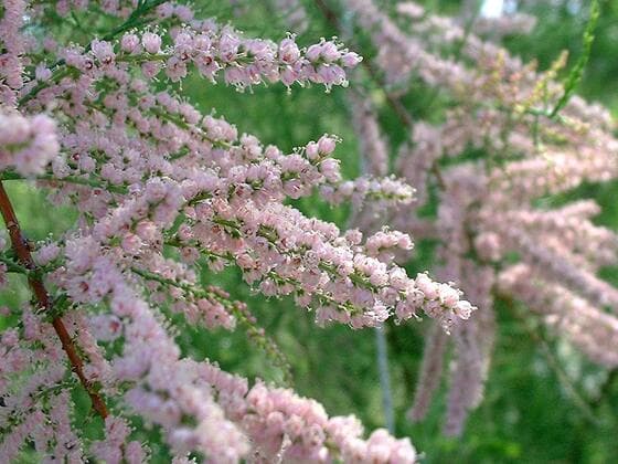 Saltcedar in the field