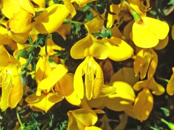 Scotch Broom in the field