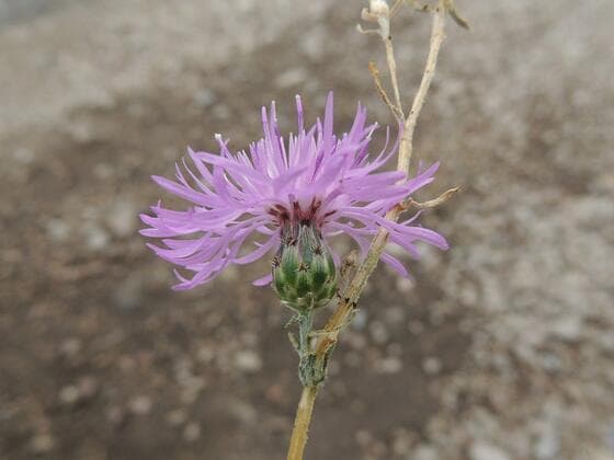 Spotted Knapweed in the field