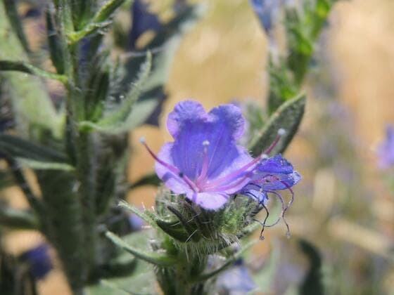 Vipers Bugloss in the field