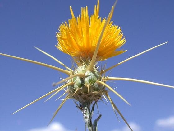 Yellow Starthistle in the field