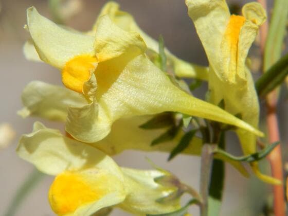 Yellow Toadflax in the field