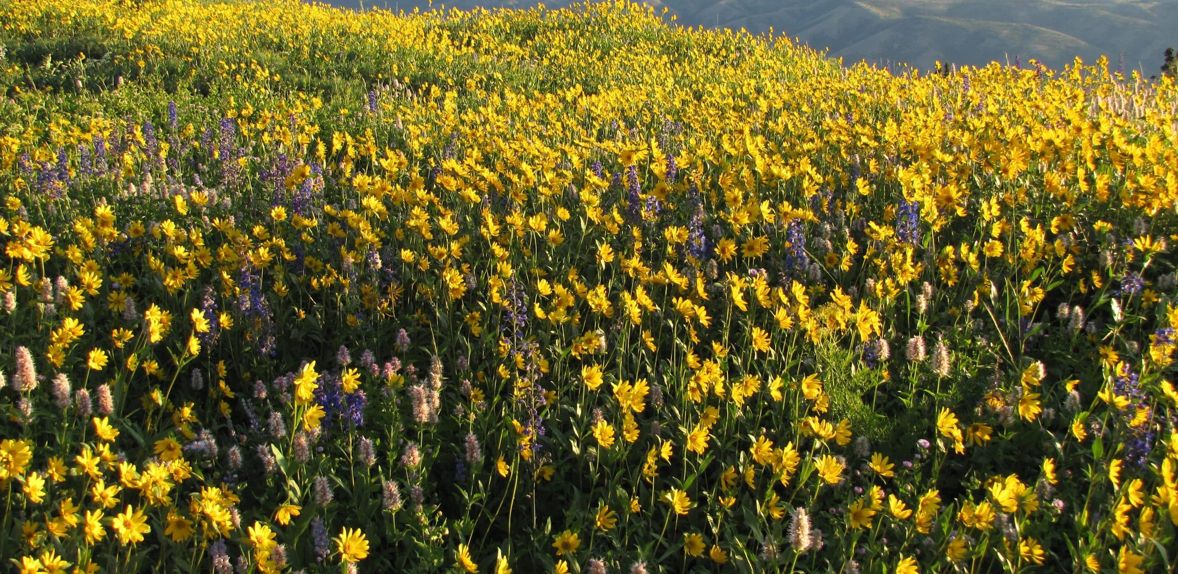 Native wildflowers in a high meadow on the Uinta-Wasatch-Cache National Forest