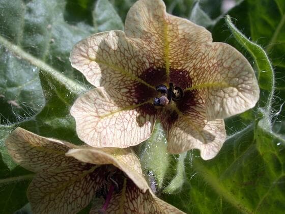 Black Henbane in the field