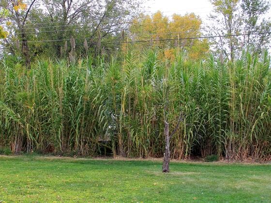 Giant Reed in the field