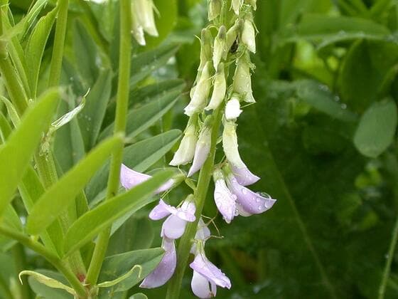 Goatsrue in the field