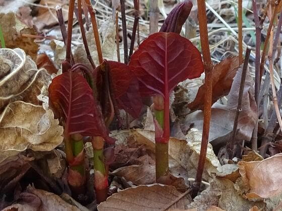 Japanese Knotweed in the field