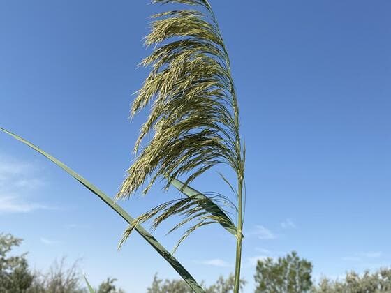 Phragmites in the field