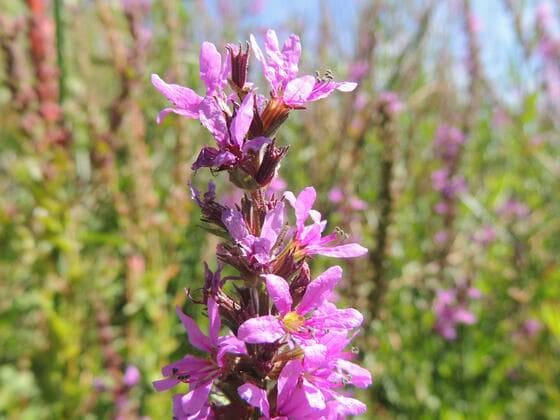 Purple Loosestrife in the field