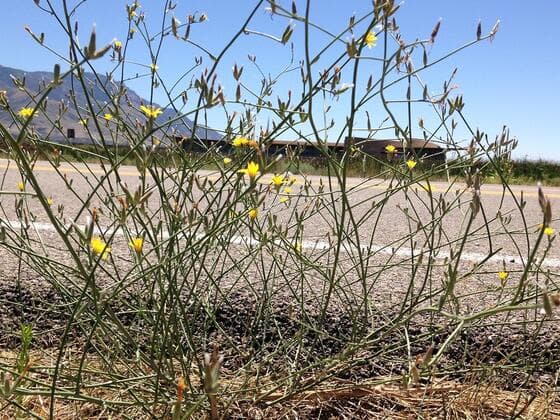 Rush Skeletonweed in the field