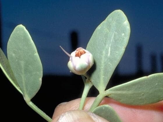 Syrian Beancaper in the field
